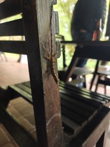 A small lizard blends into the wood in a quiet moment, highlighting the harmony between wildlife and nature.