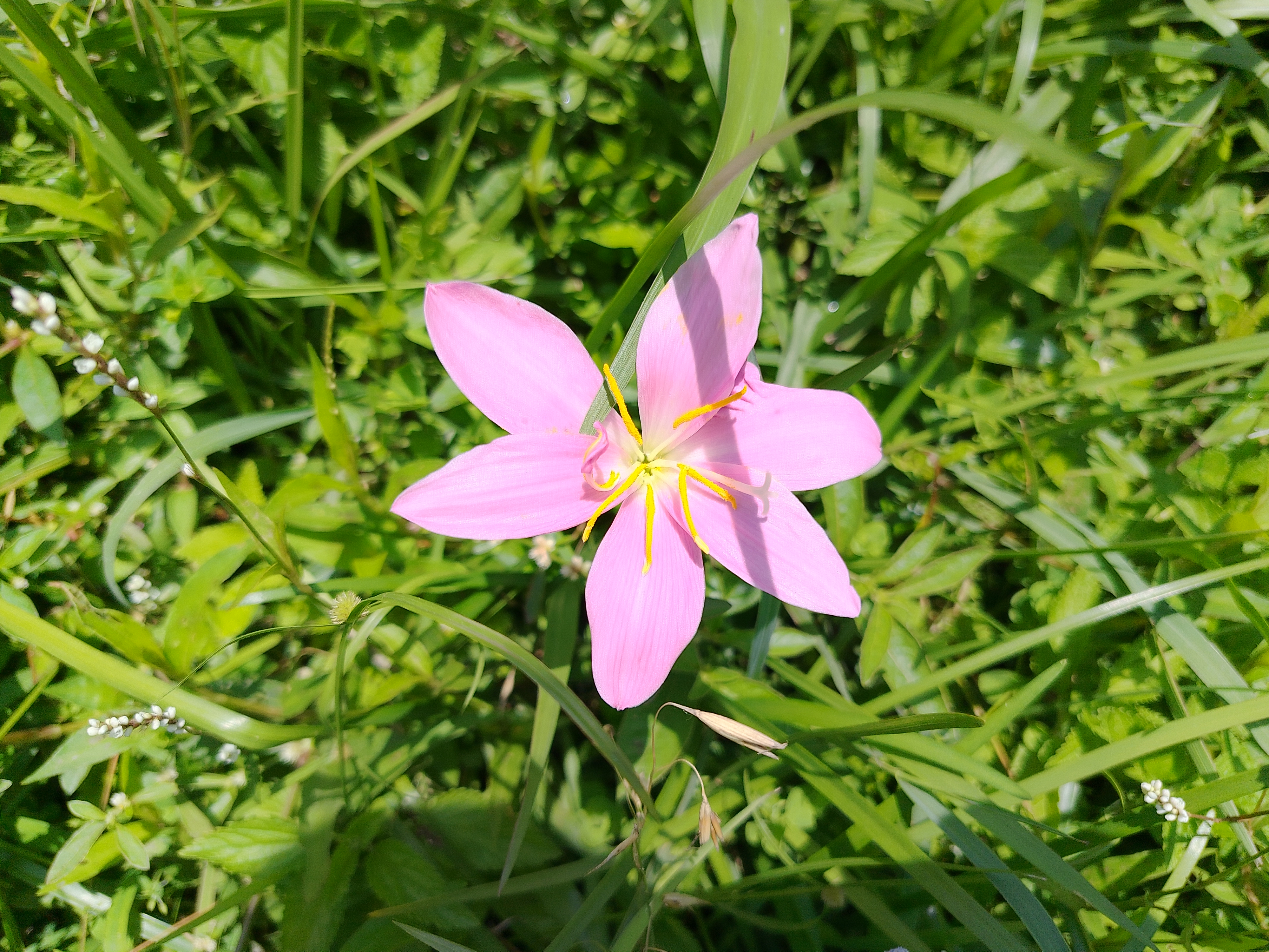 A close-up of a pink rain lily flower blooming among green grass and plants in bright sunlight. The flower has six soft pink petals with yellow stamens at the center.