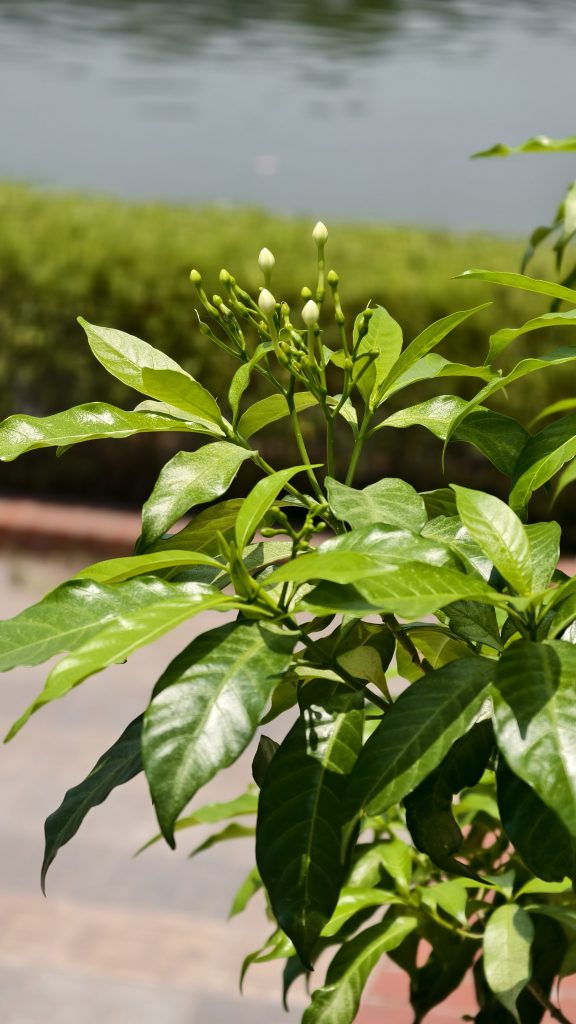 A cluster of small pointed white flower buds at the tip of a green stem with glossy leaves, set against a blurred garden hedge and water background.