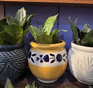 Three decorative pots with green snake plants are arranged on a wooden shelf.