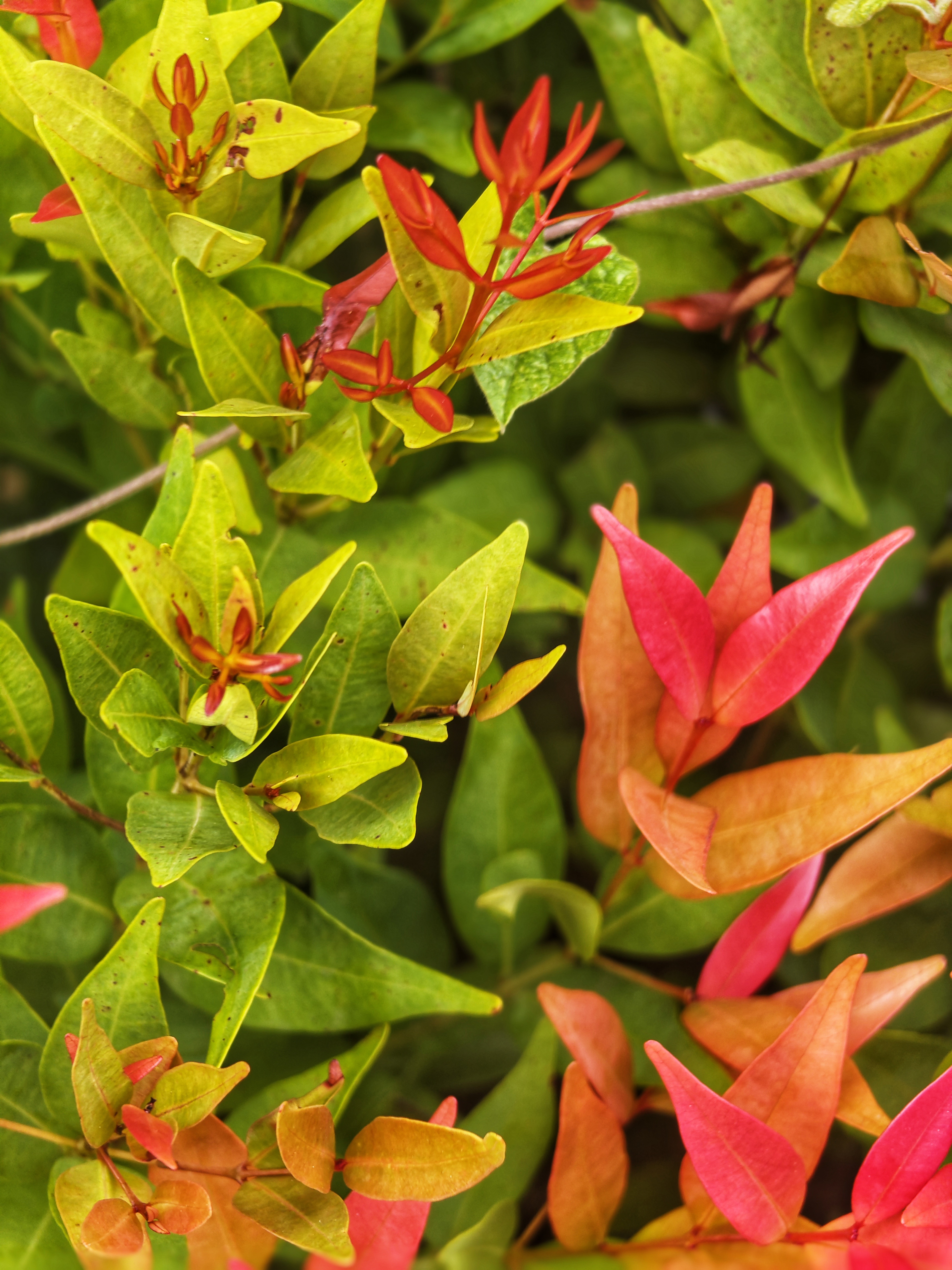 A close-up of vibrant foliage, featuring bright green leaves interspersed with clusters of small red and orange buds.