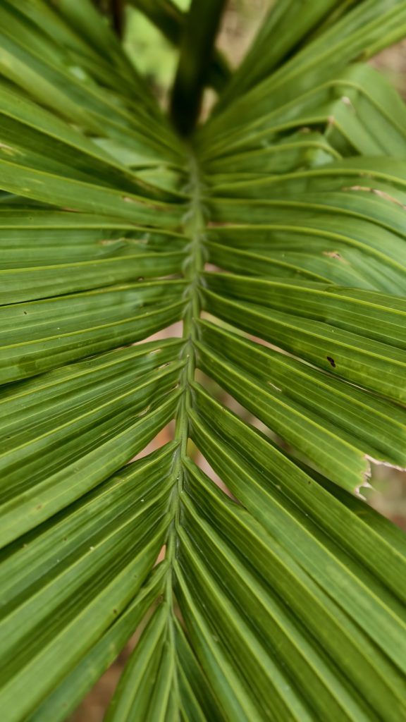 A very close up shot shows a bright green palm leaf. The leaf has many long, narrow sections branching out from a central stem. The texture of the leaf shows fine lines and a small hole on one side. The lighting is bright and even.