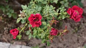A small rose bush with vibrant magenta-red flowers in different stages of bloom and wilting, thin green stems over dark garden soil, with one fully open flower showing detailed inner petals.
