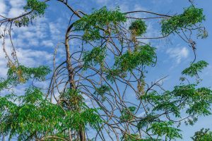 Tall tree with sparse, green leaves and curved branches against a bright blue sky with white clouds. 