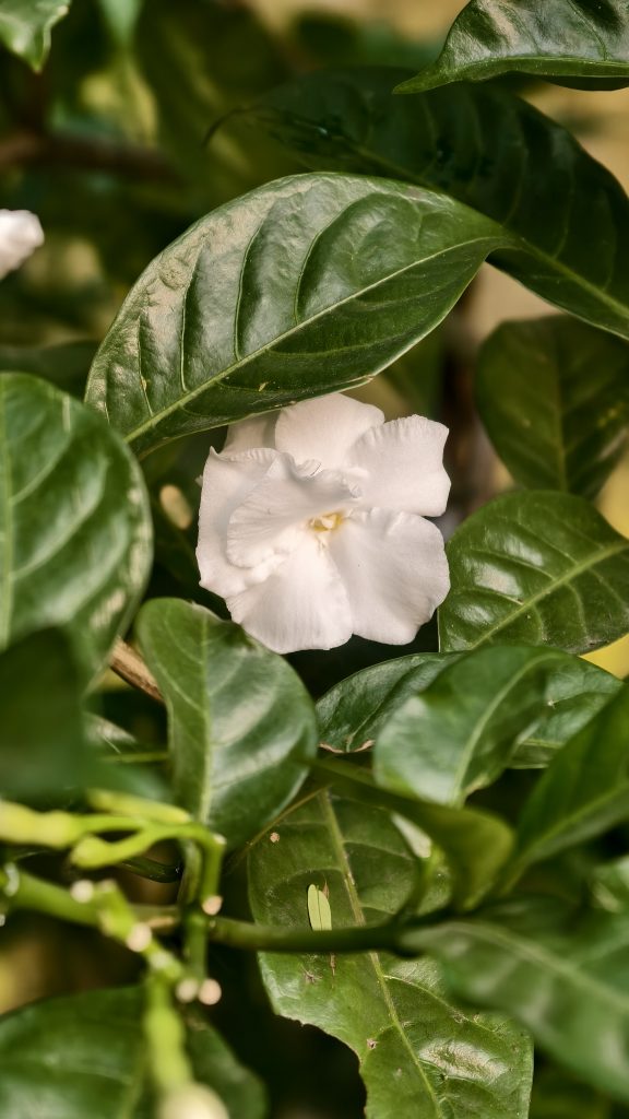 A single white flower with delicate petals is tucked between large, dark green leaves. The leaves are smooth and shiny, and the center of the flower has a soft yellow tint.
