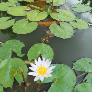 A serene pond with green lily pads and a single blooming white water lily with a yellow center, surrounded by buds.