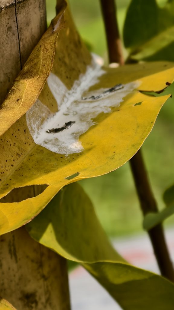 Close-up of a damaged yellow leaf with a thick white web-like substance and small dark spots at the center, against a blurred green background.