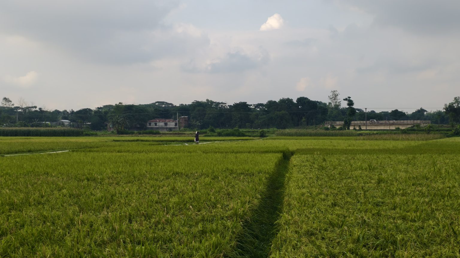 A large green rice field stretches under a grey sky, with a dirt path, distant trees, buildings, and a bridge.