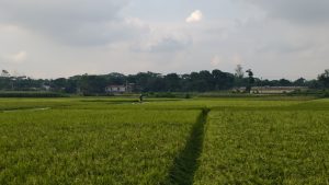 A large green rice field stretches under a grey sky, with a dirt path, distant trees, buildings, and a bridge.