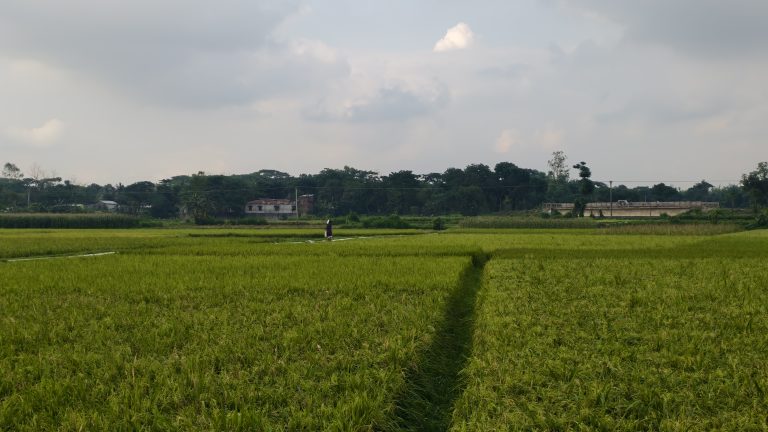 A large green rice field stretches under a grey sky, with a dirt path, distant trees, buildings, and a bridge.