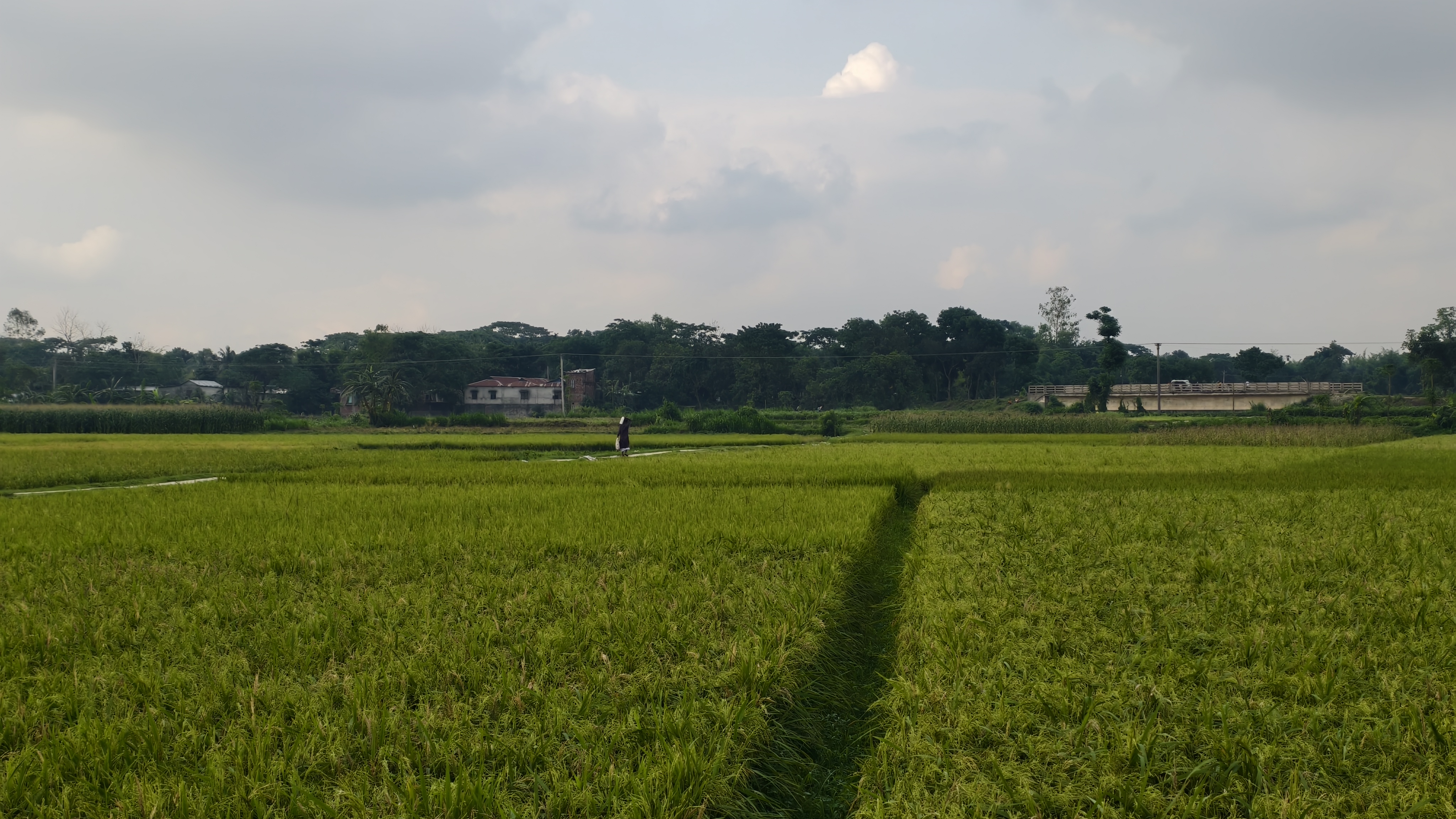 A large green rice field stretches under a grey sky, with a dirt path, distant trees, buildings, and a bridge.