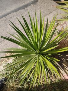A plant with long, pointed leaves spreads out in a star-like shape, creating a symmetrical and elegant form. Its intense green color and tropical appearance bring freshness and beauty to the surroundings.
