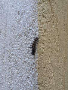 Caterpillar on a wall 
