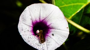 High-angle close-up of a white morning glory flower with a deep purple center covered in water droplets, with a small brown butterfly resting inside, set against green leaves and dark shadows.