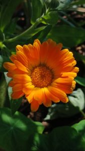 A vibrant orange calendula flower blooms in close-up, surrounded by green leaves.

