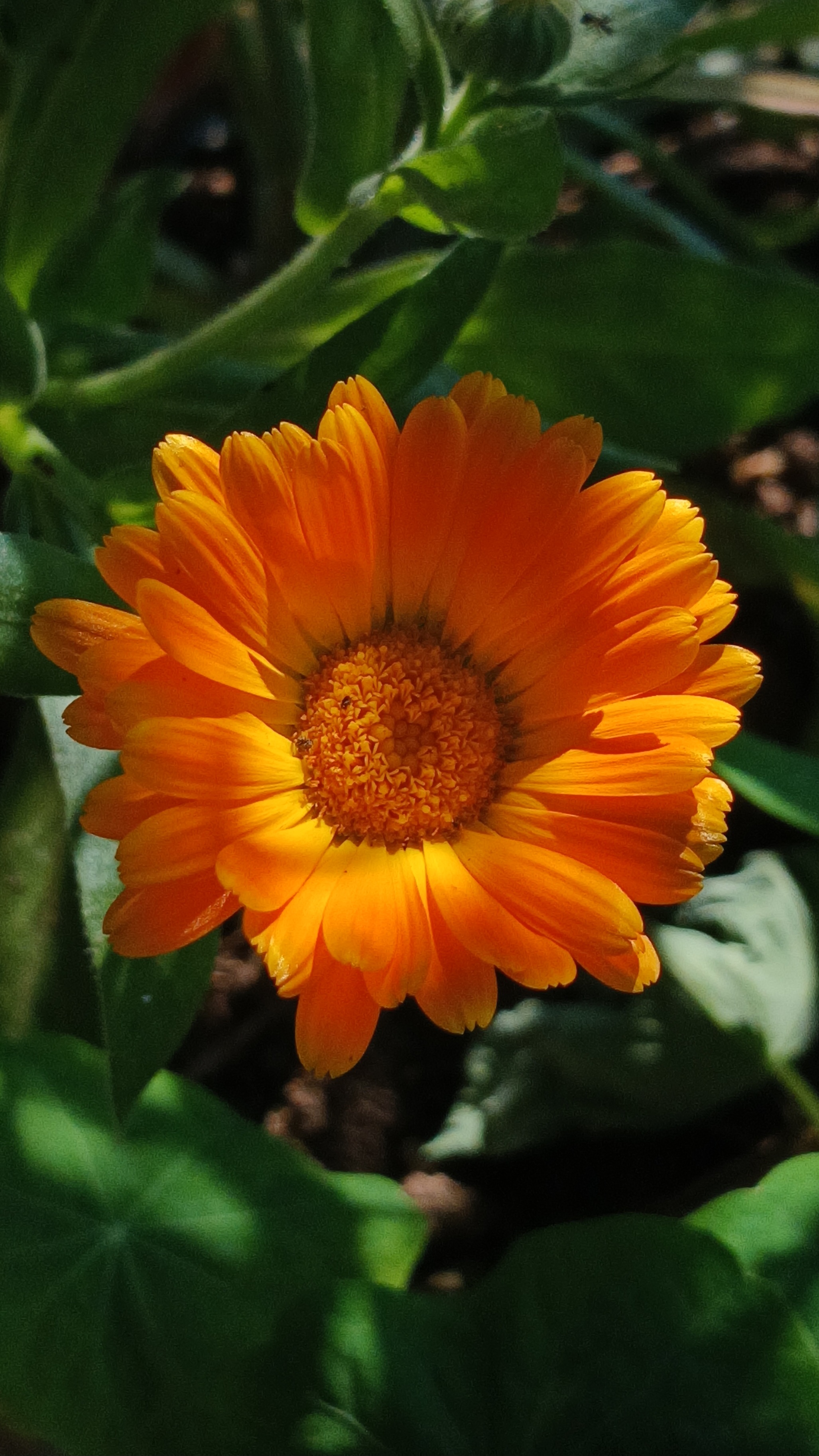 A vibrant orange calendula flower blooms in close-up, surrounded by green leaves.