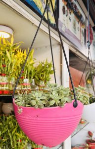 Hanging pink planter with green succulents against a backdrop of lush indoor plants. 