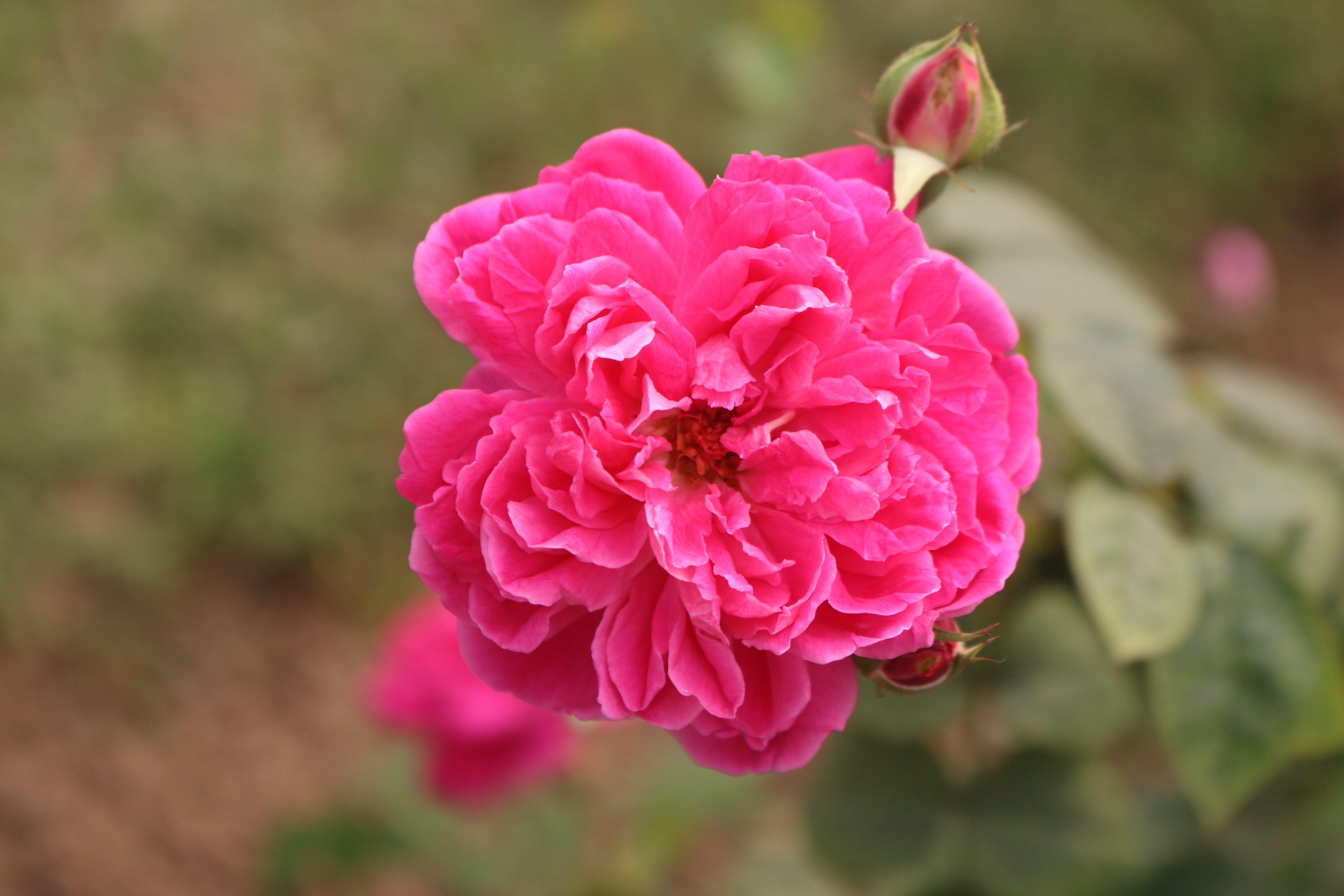 Pink rose flower with many soft petals blooming next to small flower buds in a garden.