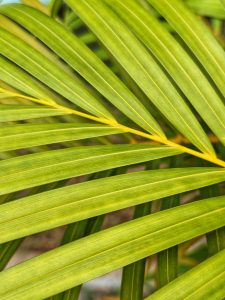 A close-up of vibrant green palm leaves, showcasing their long, slender shapes and parallel lines, with variations in shades of green and hints of yellow along the edges.