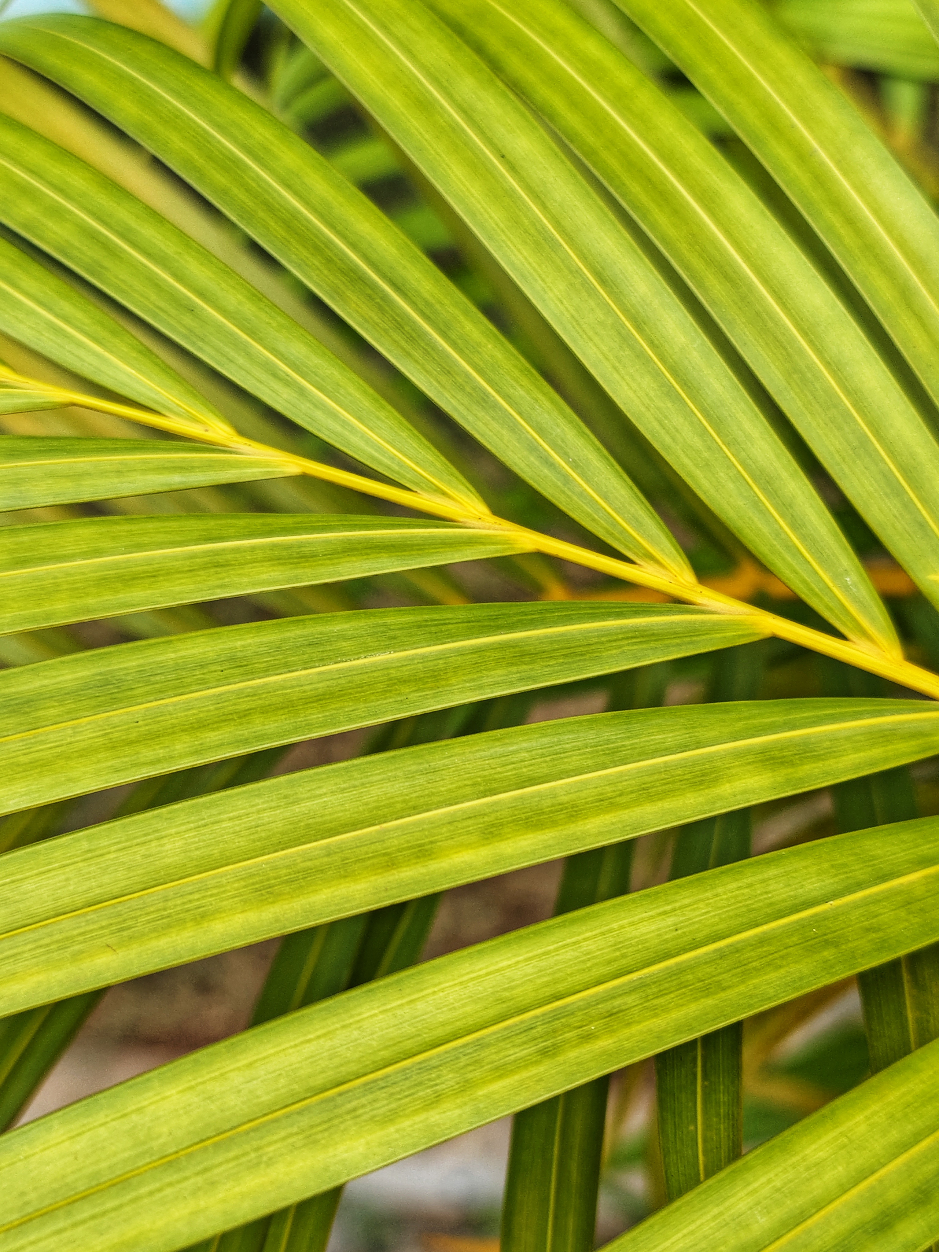 A close-up of vibrant green palm leaves, showcasing their long, slender shapes and parallel lines, with variations in shades of green and hints of yellow along the edges.