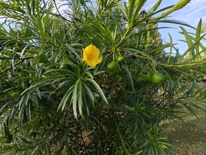 Ornamental shrub with elongated leaves and yellow trumpet-shaped flowers, accompanied by small green fruits. The combination of textures and colors creates a tropical and vibrant garden scene.