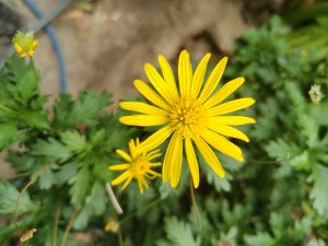 A top-down, close-up view of a vibrant yellow daisy flower in full bloom, surrounded by green garden foliage with a smaller flower budgeting below.