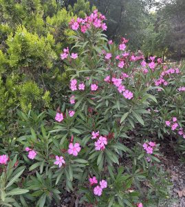 A cluster of pink flowers with five petals each blooms among long green leaves, showing soft and deeper shades of pink in a vibrant natural scene.