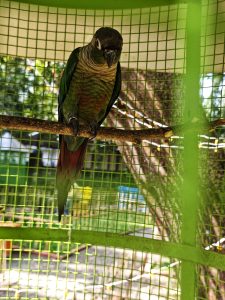 A green and brown parrot perched on a branch inside a green wire cage. 