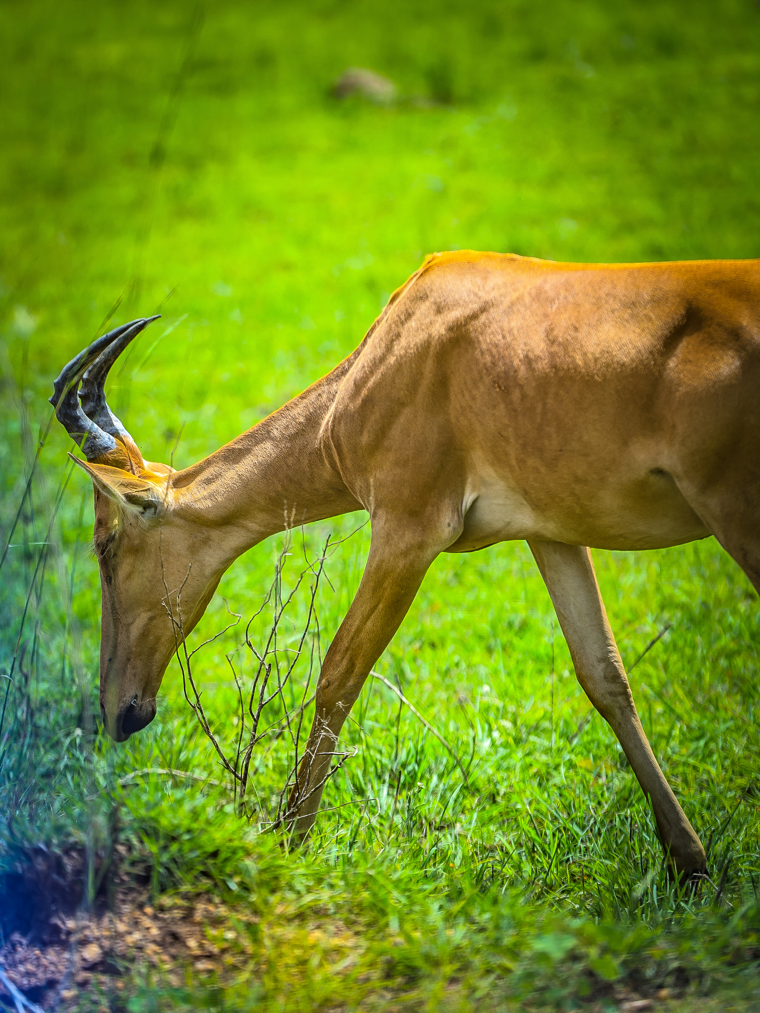 A brown antelope grazing on green grass in a bright natural field.