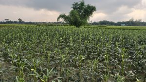 A wide field of green okra plants with small white flowers stretches under a cloudy sky, with a large tree standing in the center.