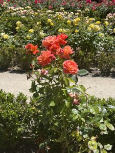 A close-up of vibrant orange roses in bloom, surrounded by lush green leaves, with a colorful rose garden in the blurred background.
