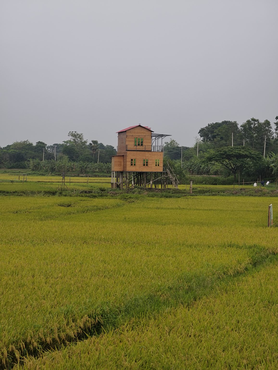 A rustic wooden house on stilts stands in a lush green rice field under an overcast sky. Trees line the background, creating a serene, rural scene.