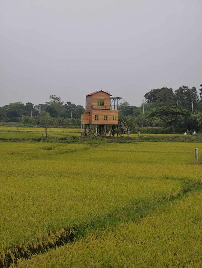 A rustic wooden house on stilts stands in a lush green rice field under an overcast sky. Trees line the background, creating a serene, rural scene.