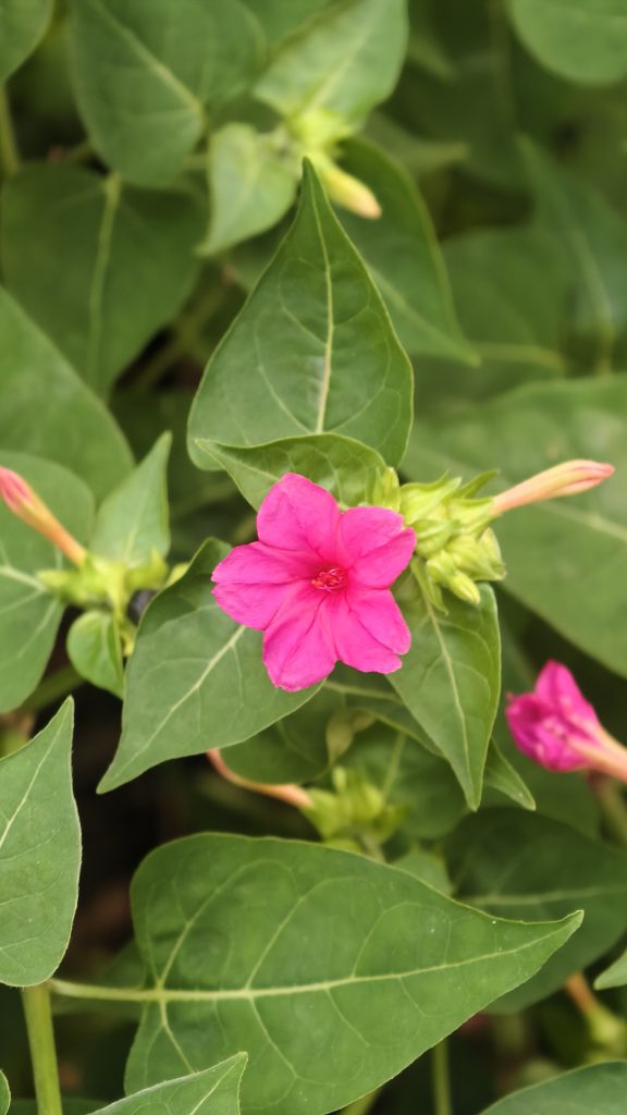 A bright pink five-petal flower with a red center is surrounded by green leaves and a few buds, in natural sunlight.