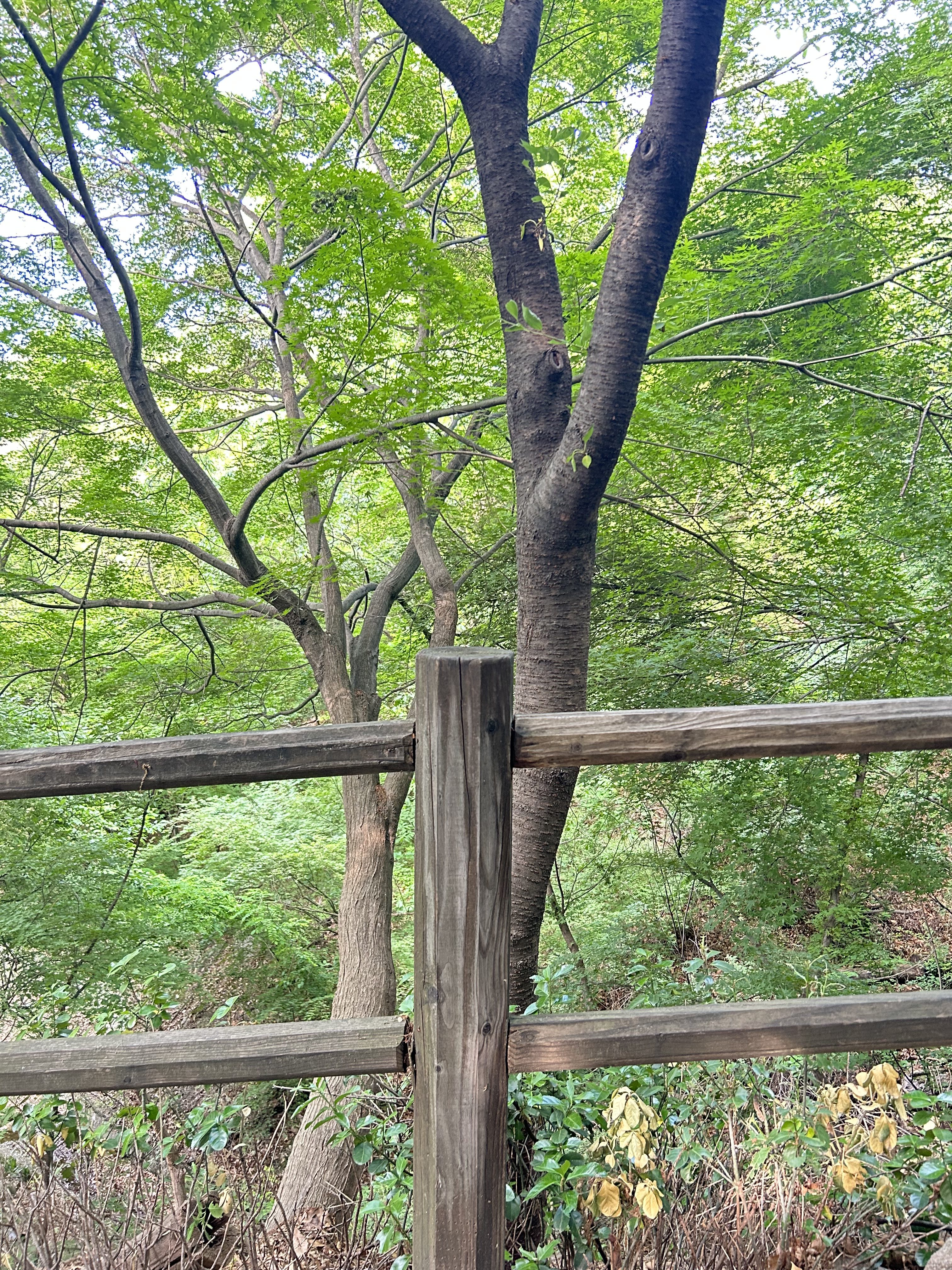 A wooden fence with a rough texture stands in the foreground, its horizontal planks aligned to form a barrier. Behind the fence, several trees rise, their trunks slender and textured.