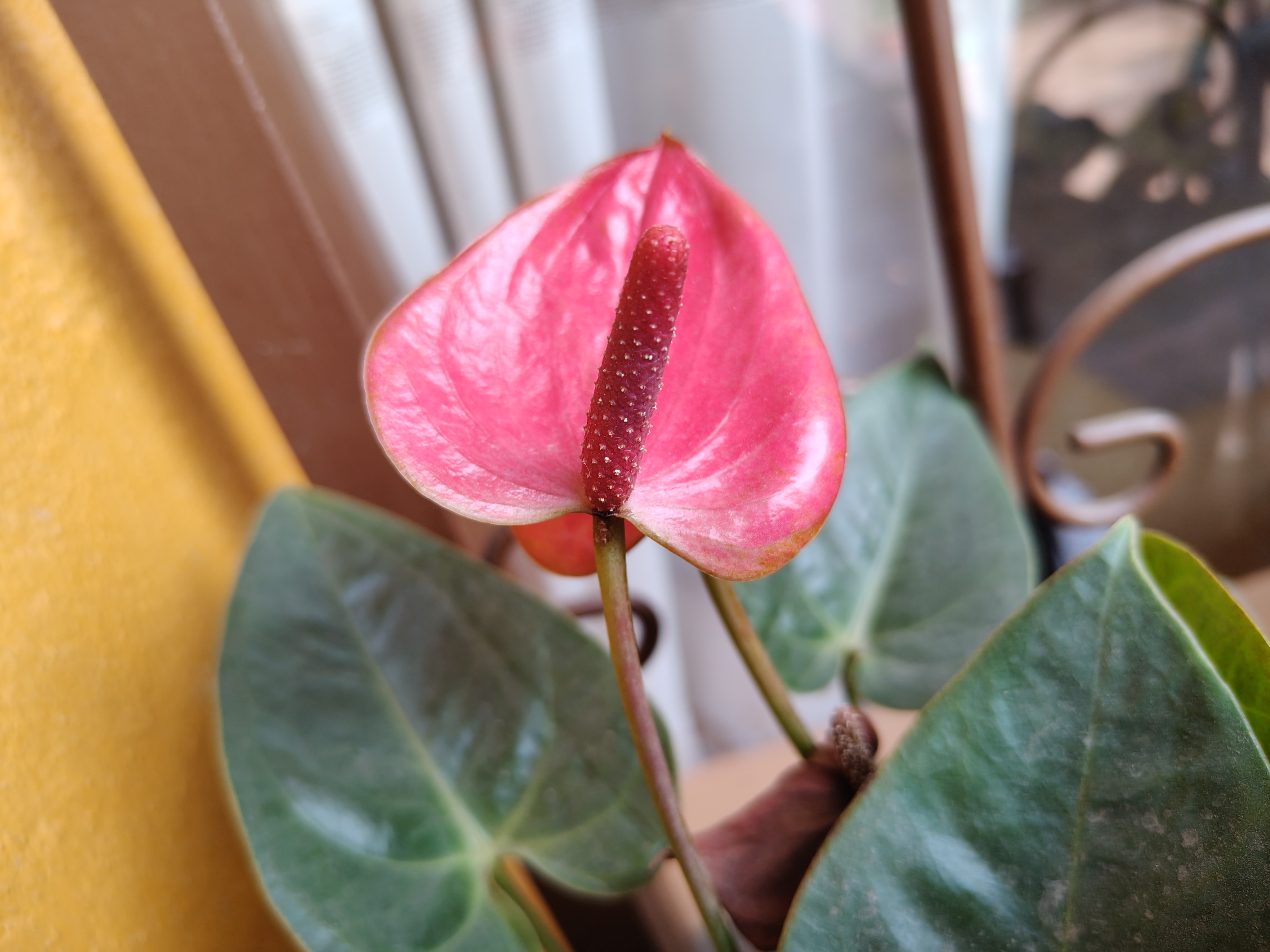 Pink anthurium with glossy green leaves and a smooth texture. Its heart-shaped flower stands out with vibrant pink tones and an elegant elongated center, giving it a tropical and delicate appearance.