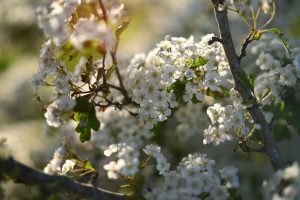A close-up view of blooming white flowers clustered on branches, with delicate petals and green leaves.