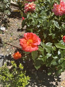 A bright orange rose stands out in the center, surrounded by pink roses in different stages of bloom. Lush green leaves contrast with the flowers, and light brown soil is visible beneath.