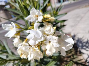 A cluster of white oleander flowers with delicate, ruffled petals and yellow centers is surrounded by long, narrow green leaves. Bright sunlight illuminates the blooms, while a blurred sidewalk and road are visible in the background.