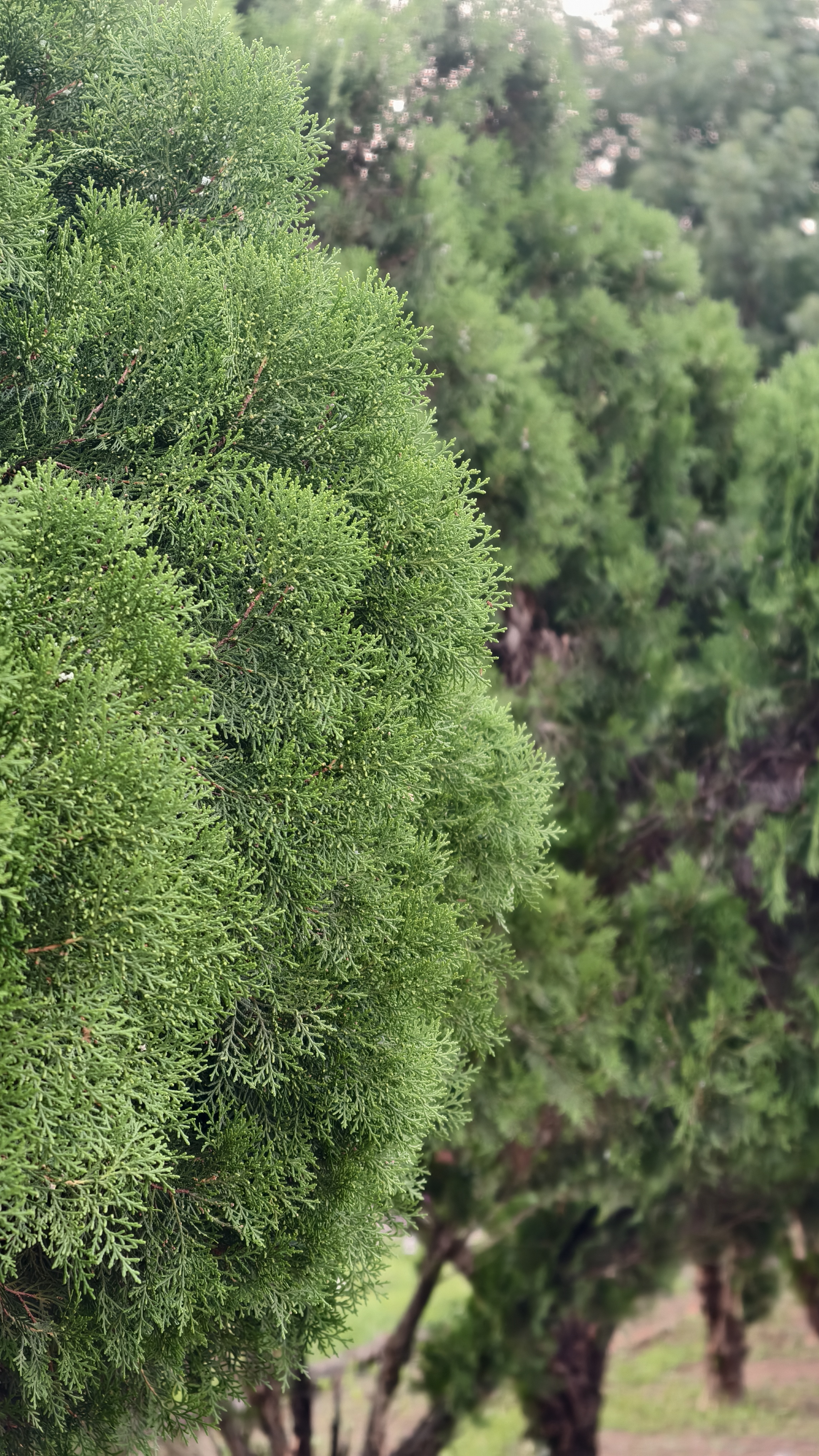 Side view of a dense conical cypress tree with vibrant green needle-like foliage, its textured branches in sharp focus with another blurred cypress tree in the background.