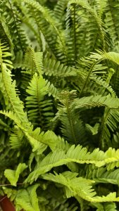 A lush Boston fern fills the frame with bright green fronds, fresh leaflets, and natural textured detail.
