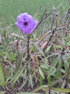 Purple flower surrounded by leaves and other plants. There's grass in the background.