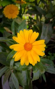 Close-up of a bright yellow calendula flower with orange center and green leaves.

