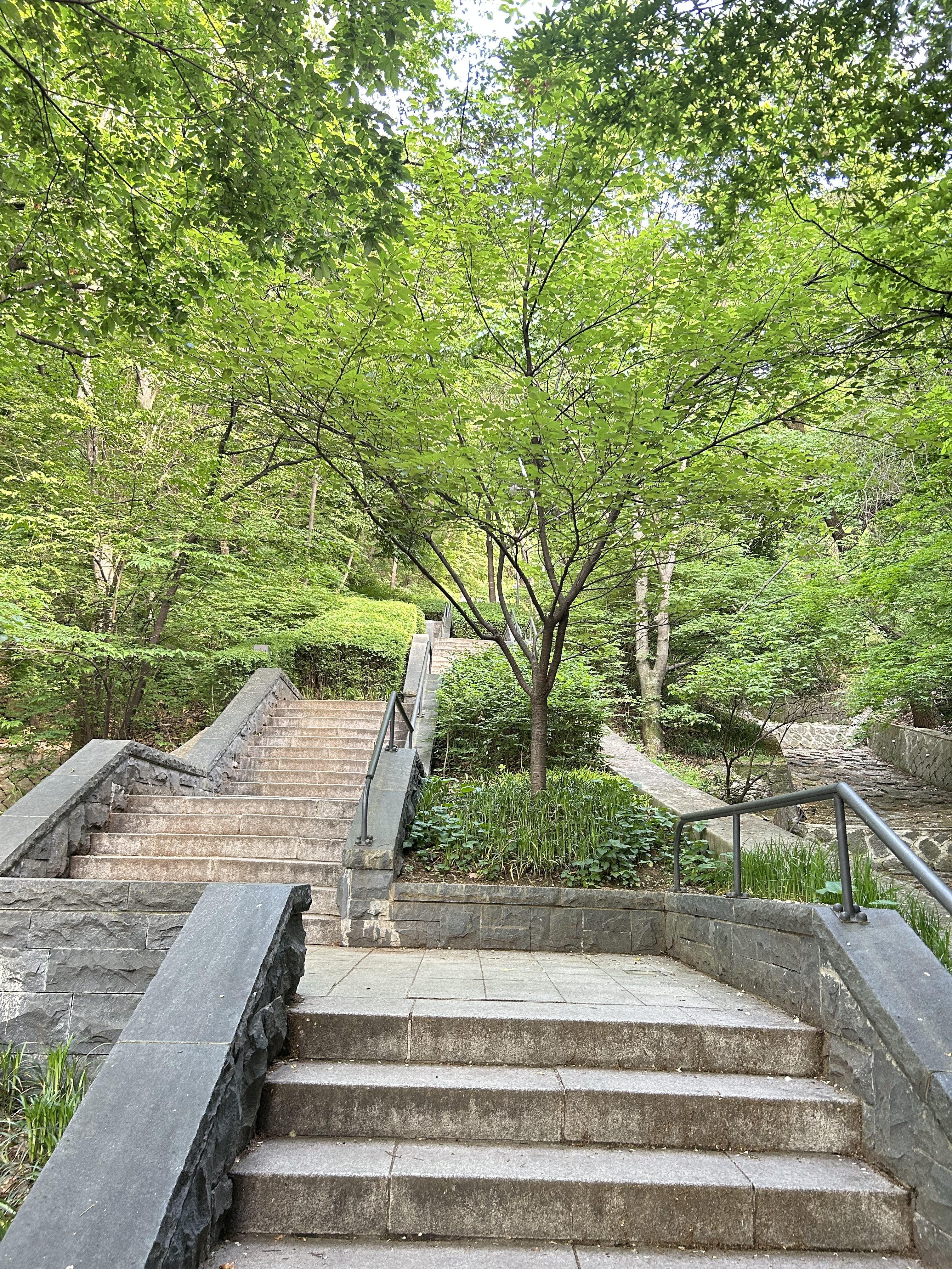Stone steps lead up through a lush, green forest. Bright tree canopy overhead.