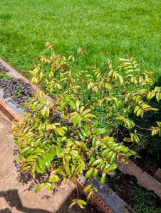 A vibrant curry leaf plant with glossy green leaves grows beside a neat garden bed, with lush grass in the background.