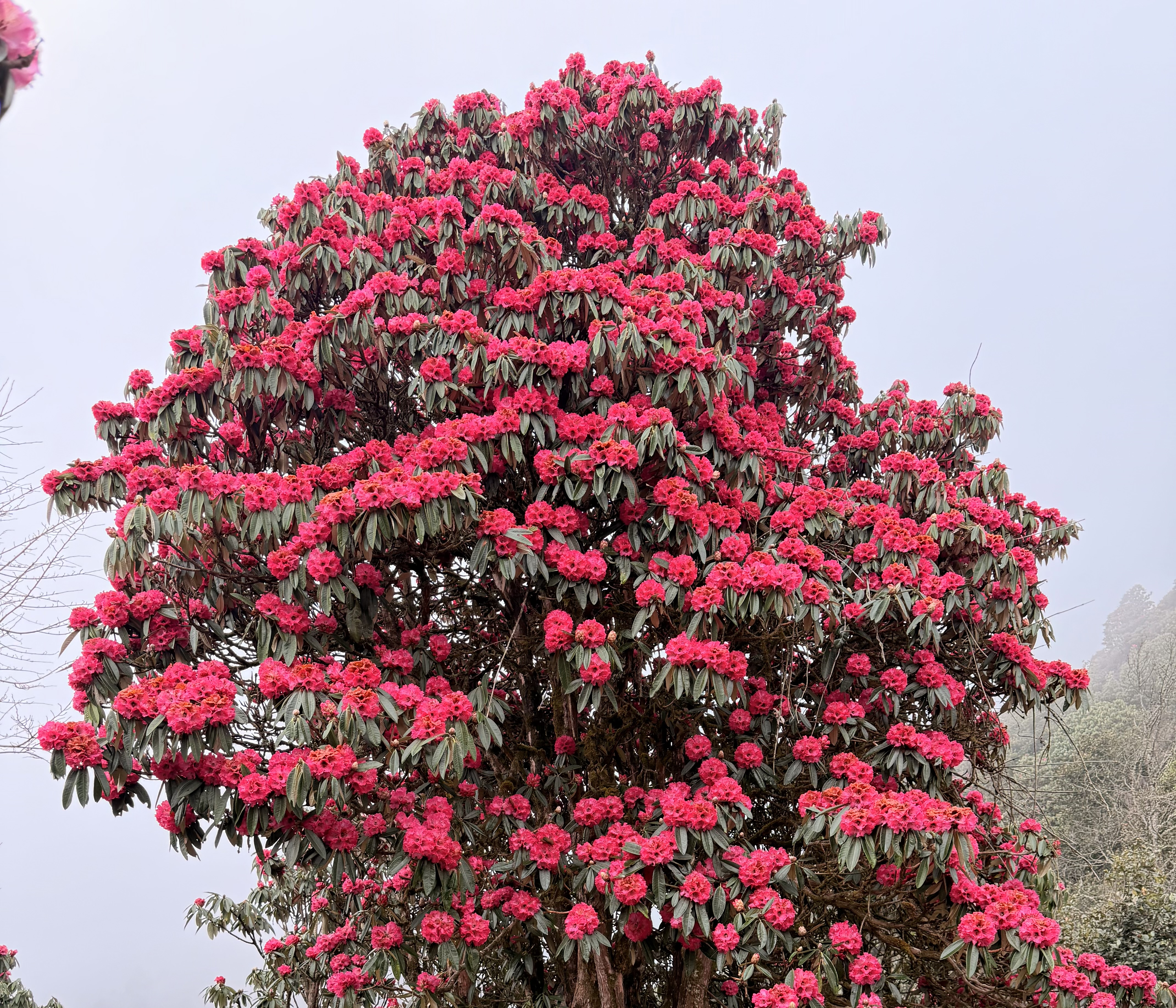 A large rhododendron tree with vibrant pink blossoms and green leaves stands beneath a misty sky, creating a colorful and lively view.