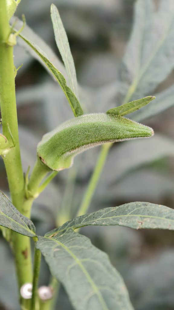 Close-up of a green okra pod growing on a thick stem, with fine white fuzz, large green leaves, and bright natural light highlighting its texture.
