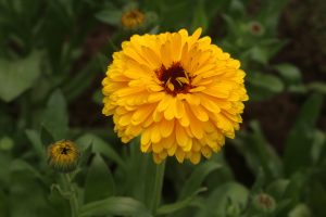 Bright yellow calendula flower in full bloom with layered petals and a dark center surrounded by green leaves and unopened buds.