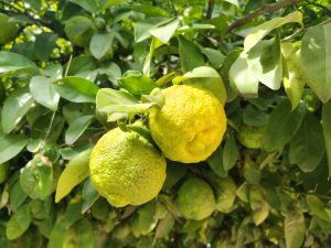 Two ripe lemons hang among glossy green leaves, standing out with their bright yellow color under natural light. The scene conveys freshness and the vibrant energy of a growing fruit tree.