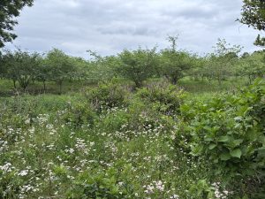 A lush green orchard with rows of leafy trees, wildflowers, and dense shrubs creates a peaceful natural scene at Tomita Satomura Park.